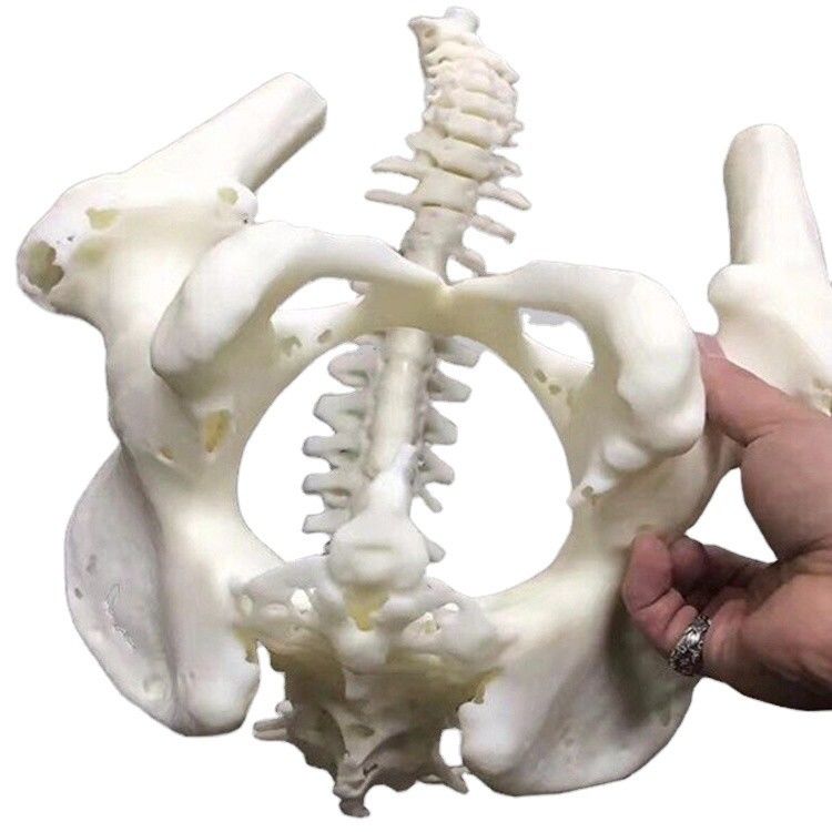 Parti di plastica personalizzate ad alta precisione per modelli medici Servizio SLA rapido