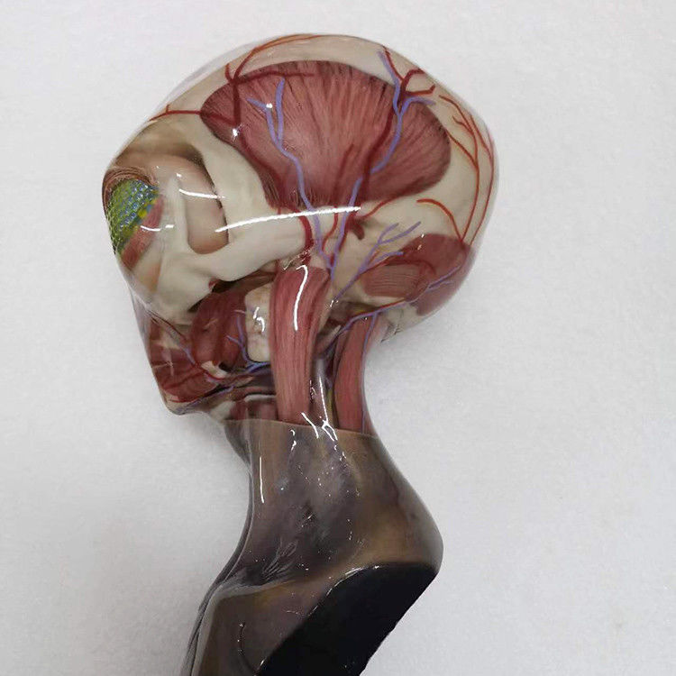 Servizio di stampa 3D multicolore in resina di plastica superficie di rivestimento integrata